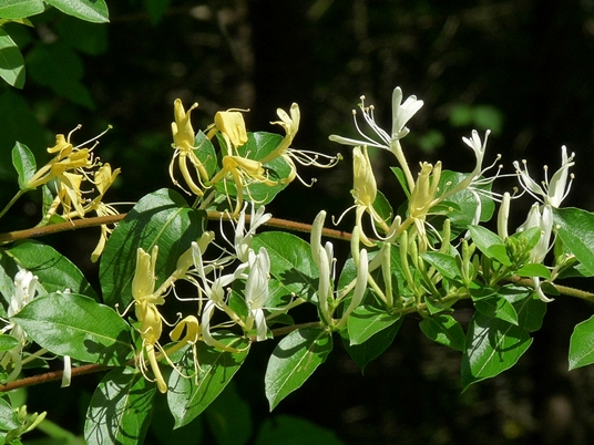 {Lonicera japonica}